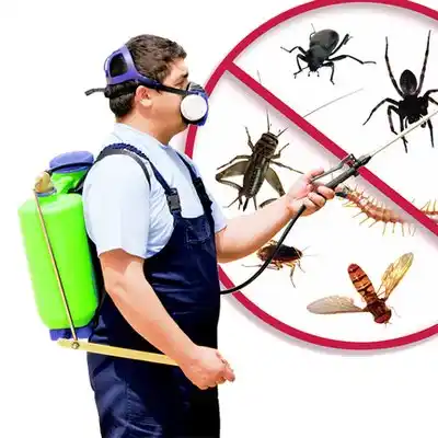 pest control Basile